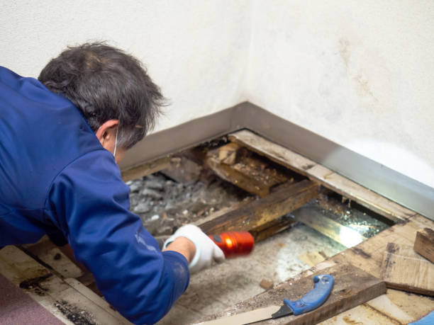 Best Residential Mold Removal  in Rollingwood, TX