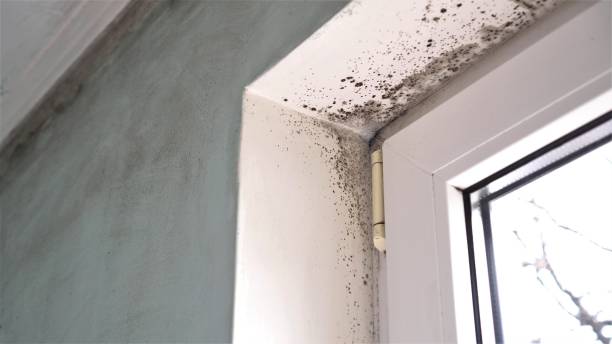 Best Toxic Mold Removal  in Rollingwood, TX