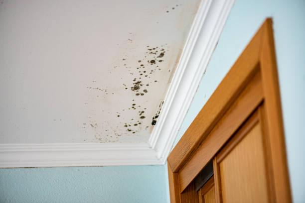 Mold Testing and Removal in Rollingwood, TX