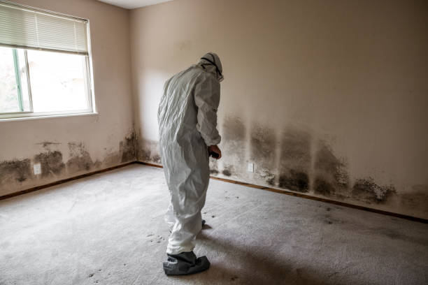 Best Attic Mold Removal  in Rollingwood, TX