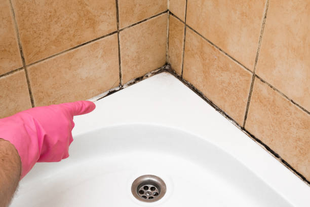 Best Commercial Mold Removal  in Rollingwood, TX